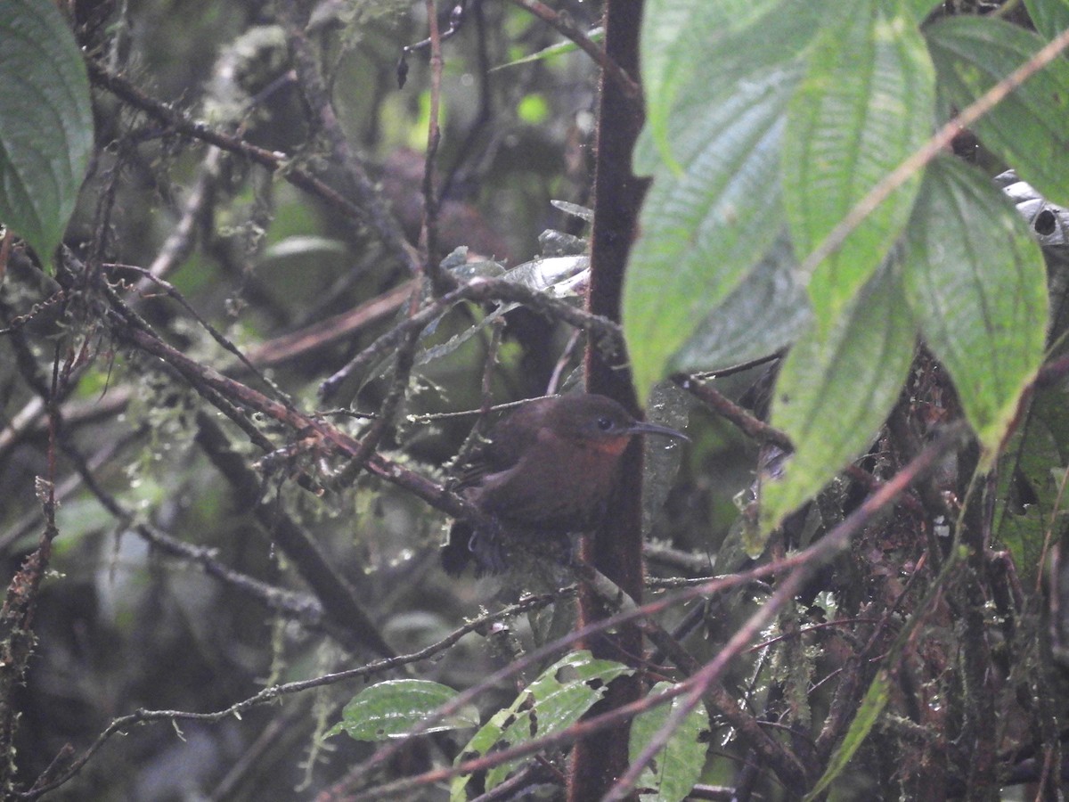 South American Leaftosser (Dusky) - Cynthia Nickerson