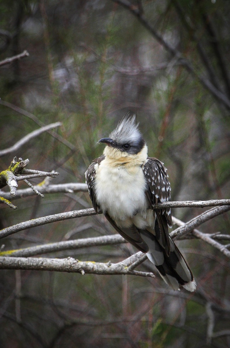 Great Spotted Cuckoo - ML612715994