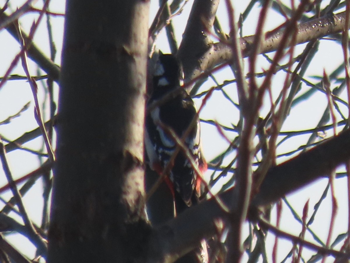 Great Spotted Woodpecker - Vito Jovanović