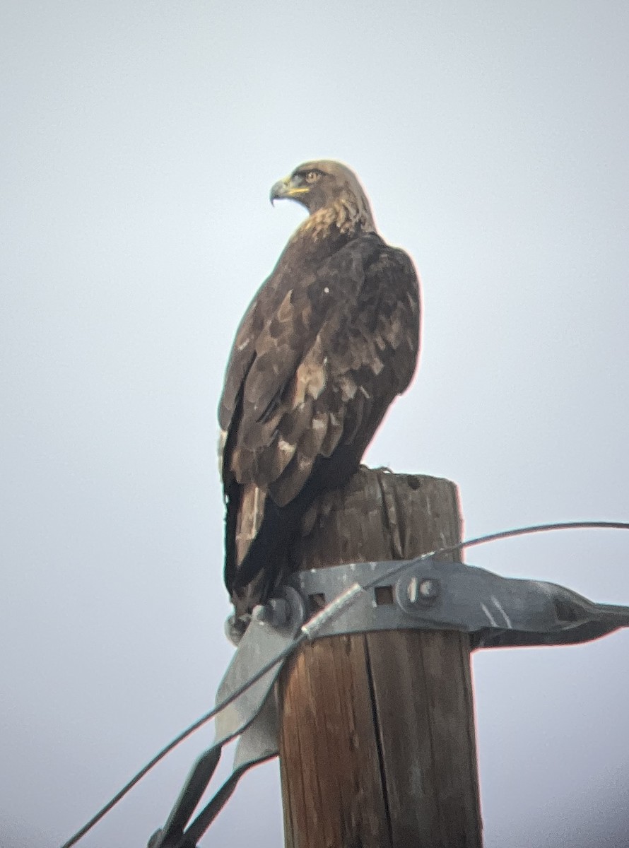 Golden Eagle - David Suddjian