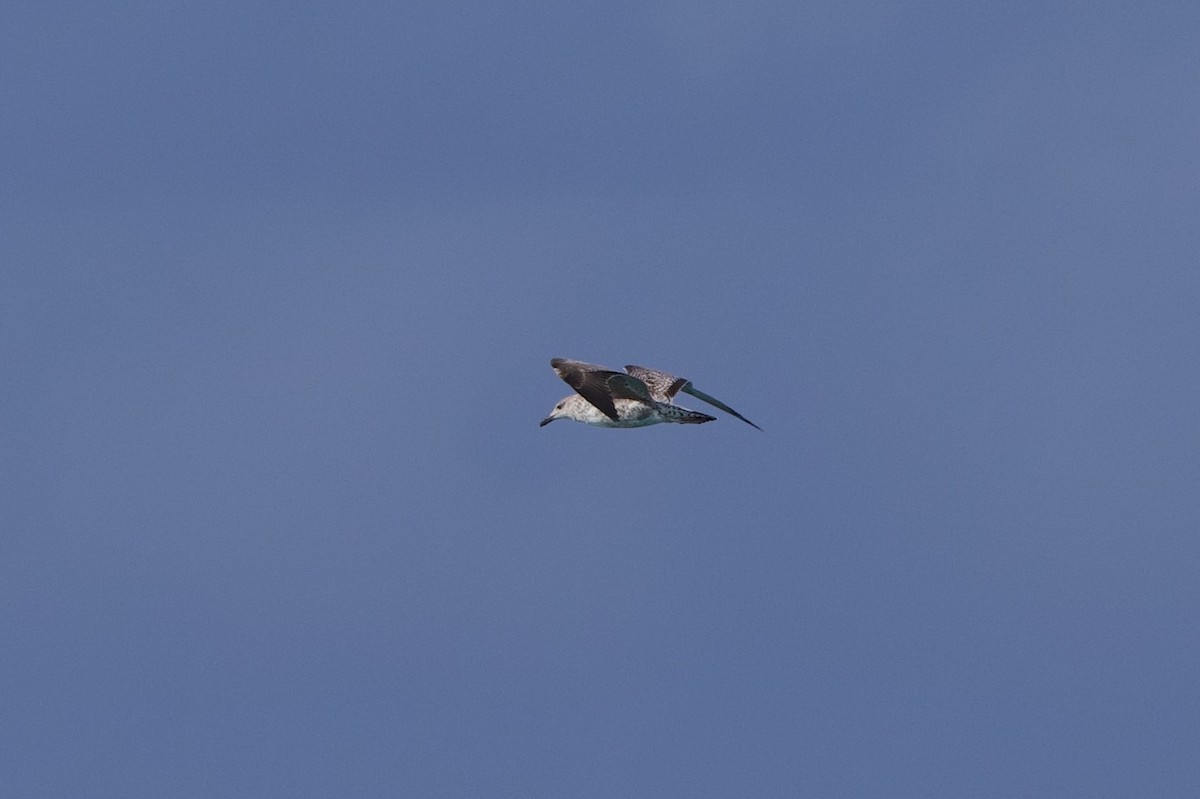 Lesser Black-backed Gull - Michael St John