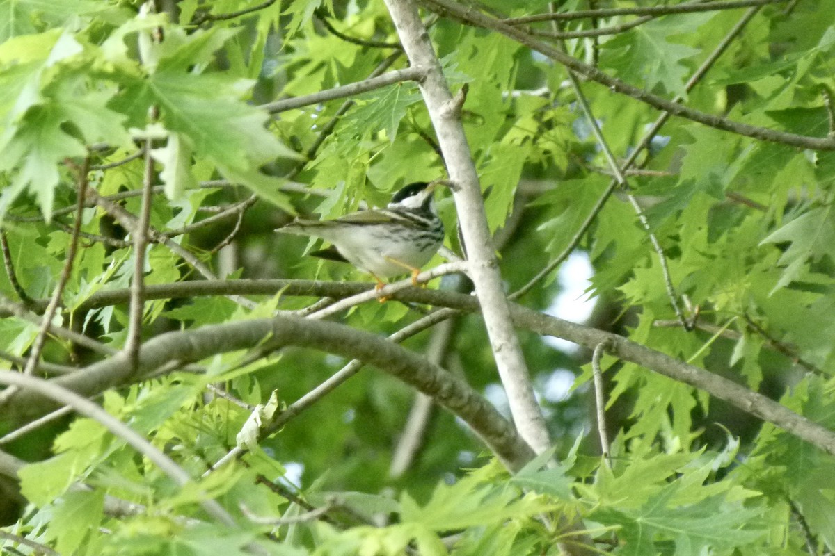 Blackpoll Warbler - ML612716308