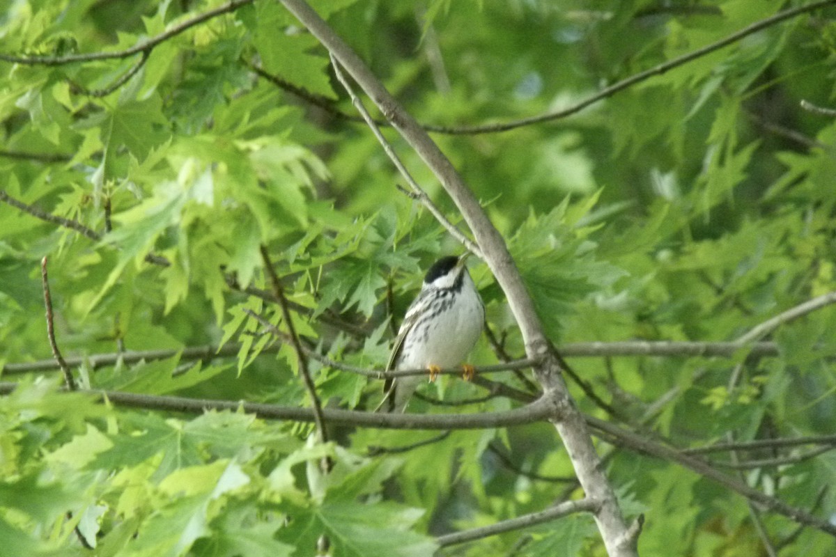 Paruline rayée - ML612716311