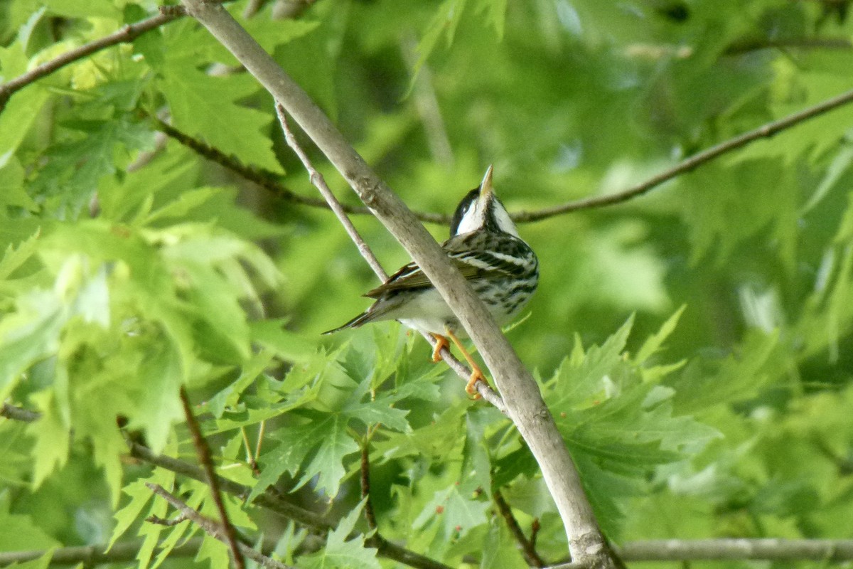 Blackpoll Warbler - Dave Williams