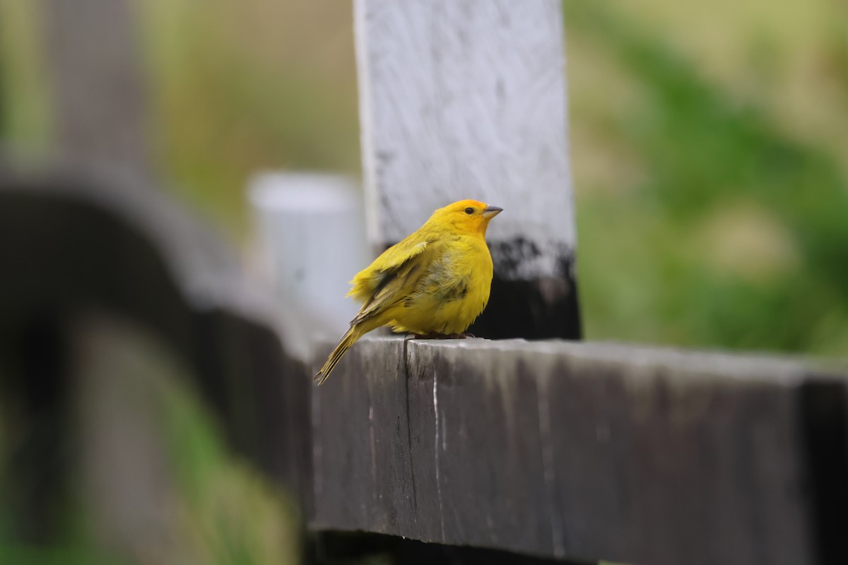 Saffron Finch - ML612716375