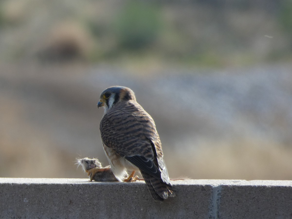 American Kestrel - ML612716384