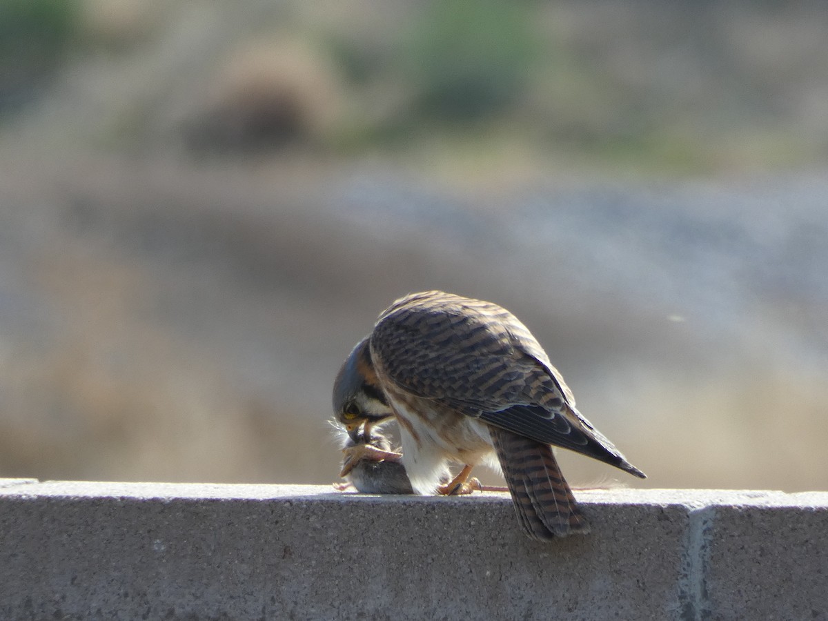 American Kestrel - ML612716385