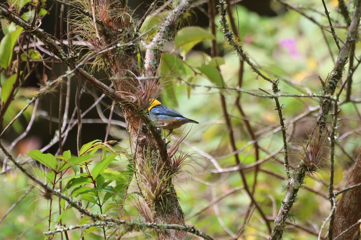 Saffron-crowned Tanager - ML612716386