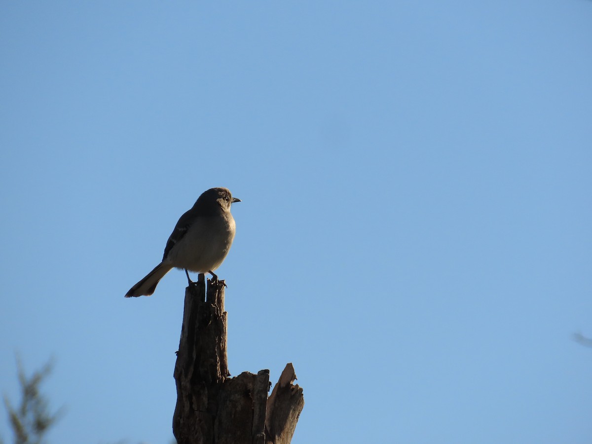 Northern Mockingbird - ML612716401