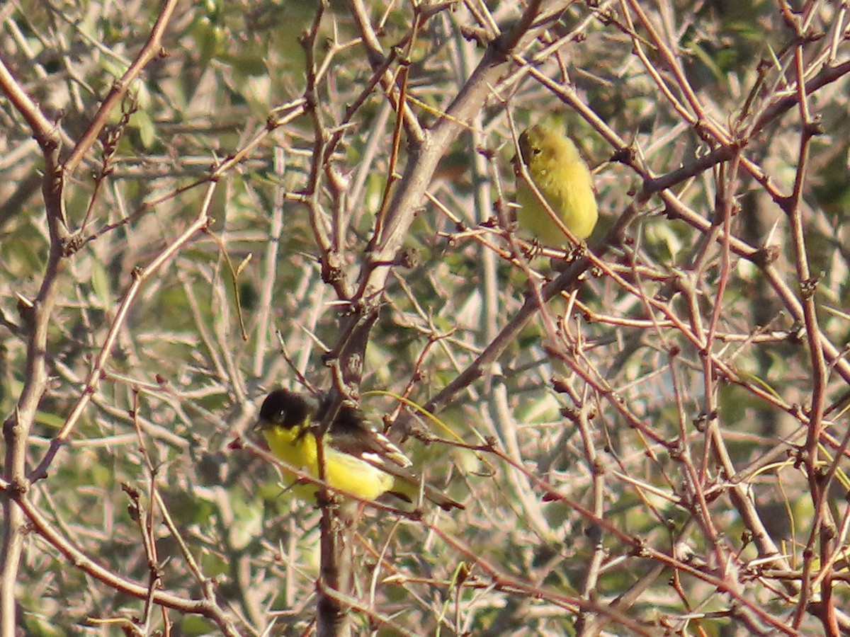 Lesser Goldfinch - ML612716418