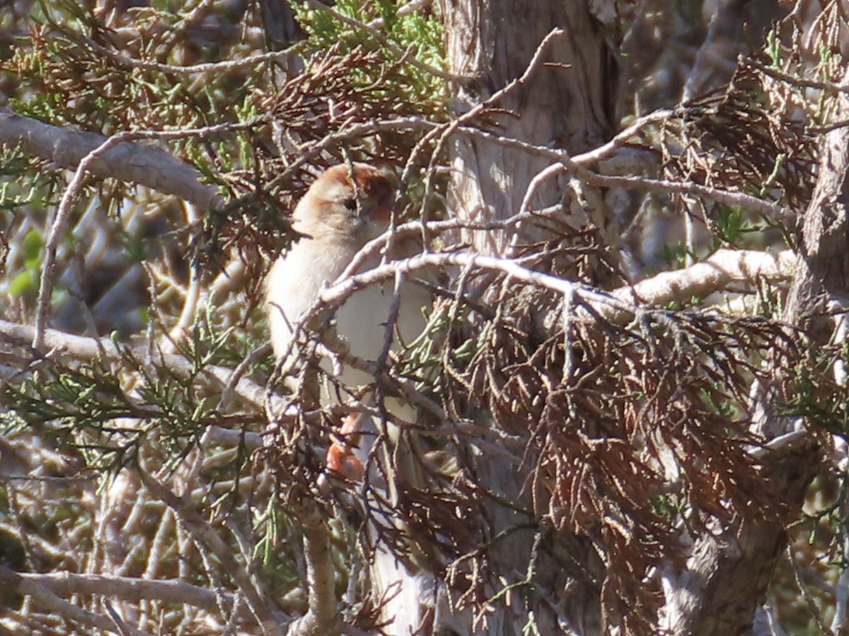 Field Sparrow - ML612716425