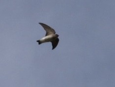 Northern Rough-winged Swallow - ML612716443