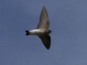 Northern Rough-winged Swallow - ML612716444