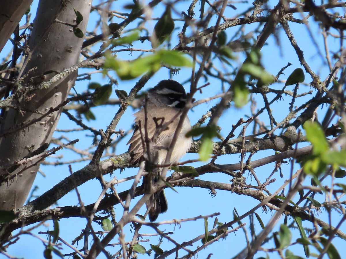 Black-throated Sparrow - ML612716470