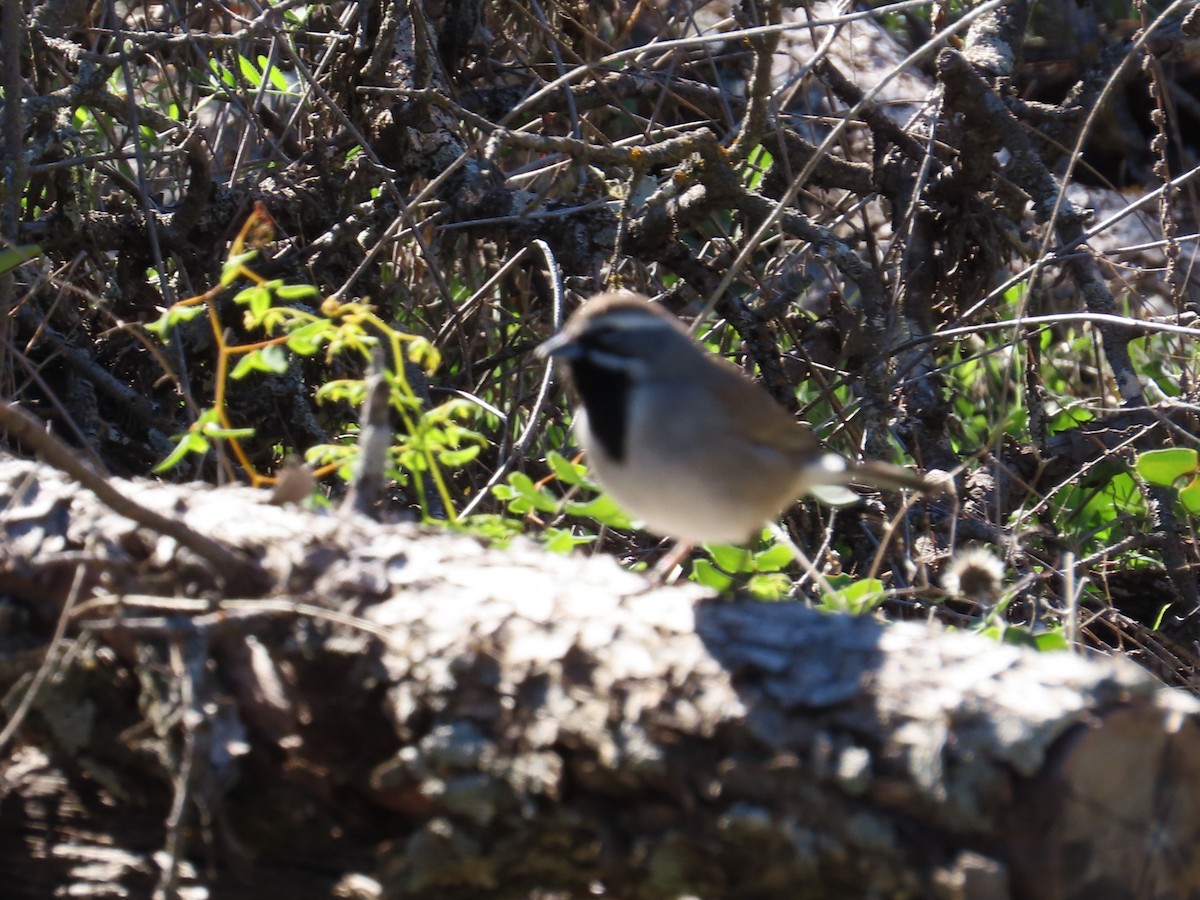 Black-throated Sparrow - ML612716471