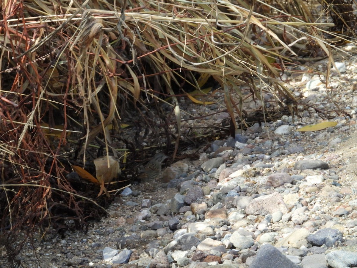 Lincoln's Sparrow - ML612716493