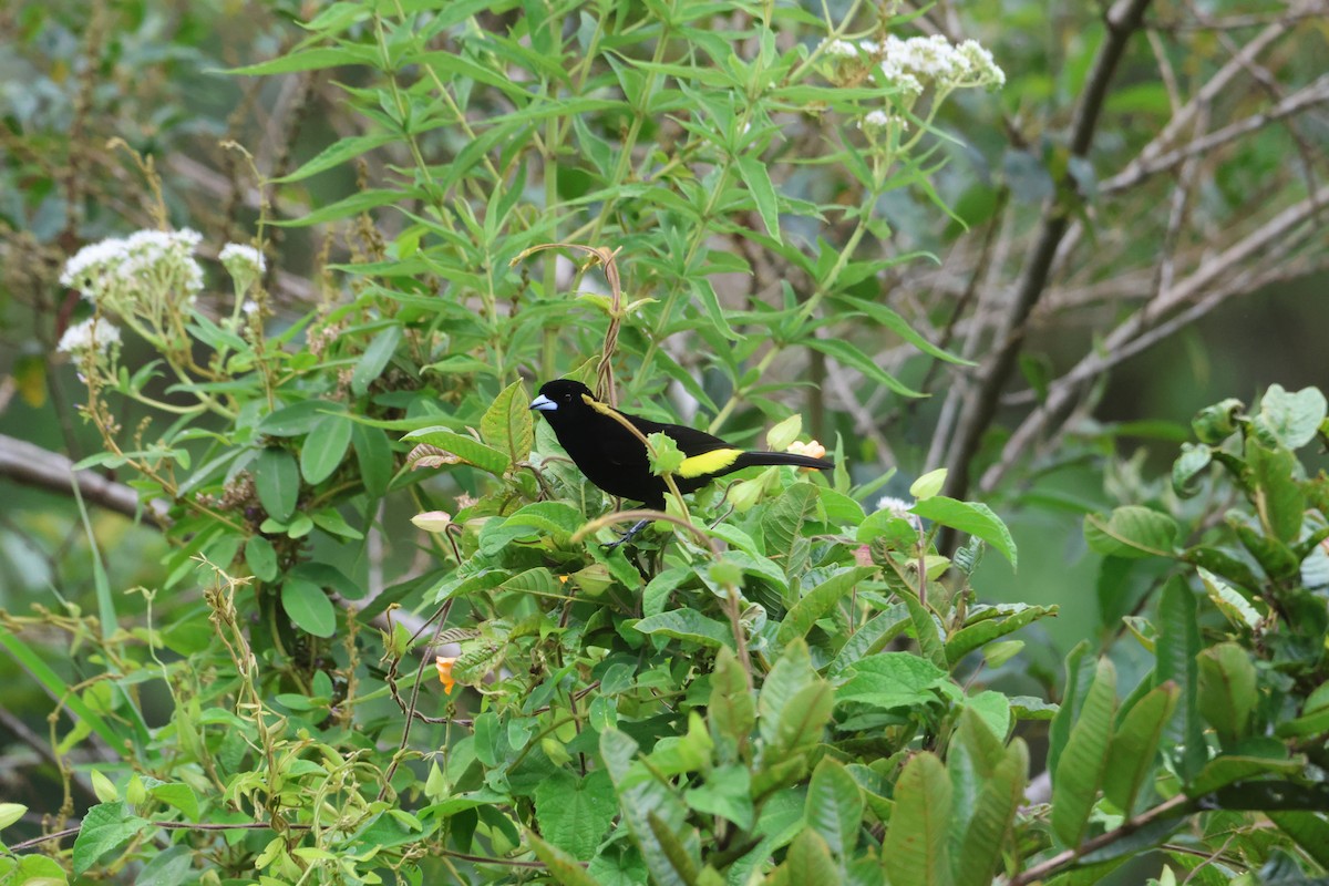 Flame-rumped Tanager - ML612716497