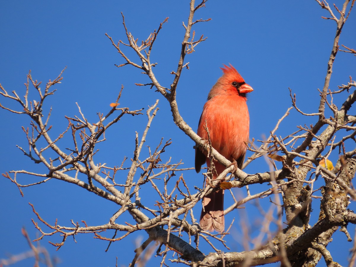 Cardinal rouge - ML612716512