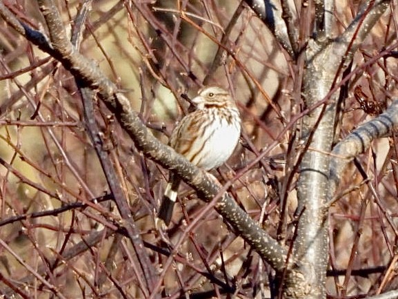 Song Sparrow - Kate Byrne