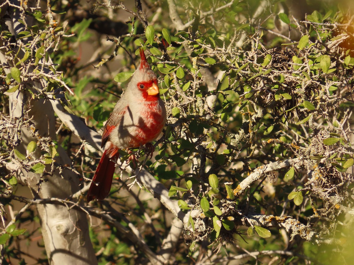 Cardinal pyrrhuloxia - ML612716527