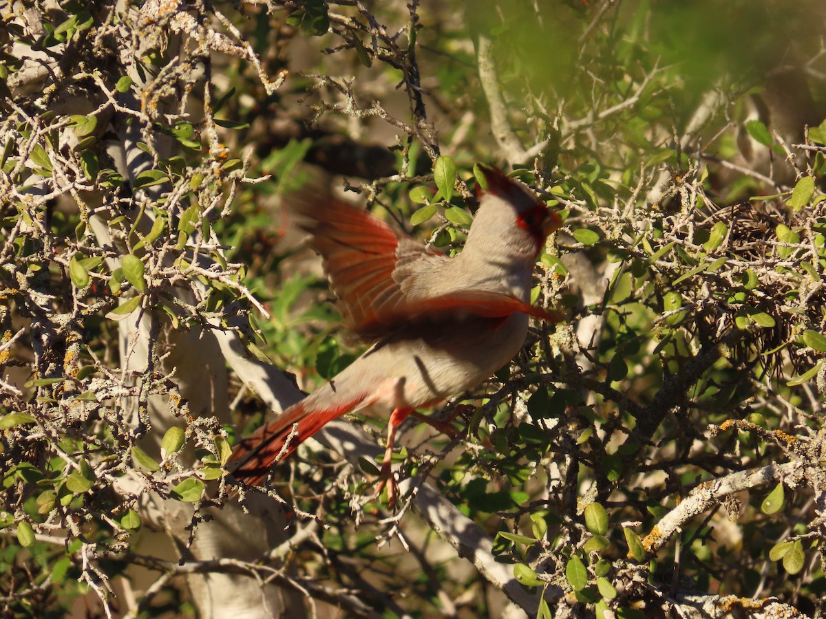 Pyrrhuloxia - Jessica Campbell