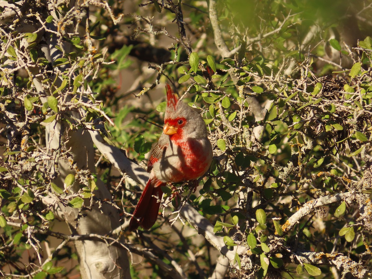 Cardinal pyrrhuloxia - ML612716529