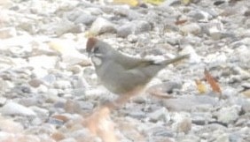 Green-tailed Towhee - ML612716574