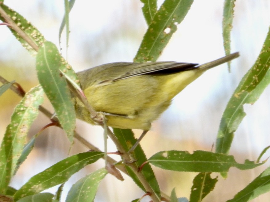Orange-crowned Warbler - ML612716578