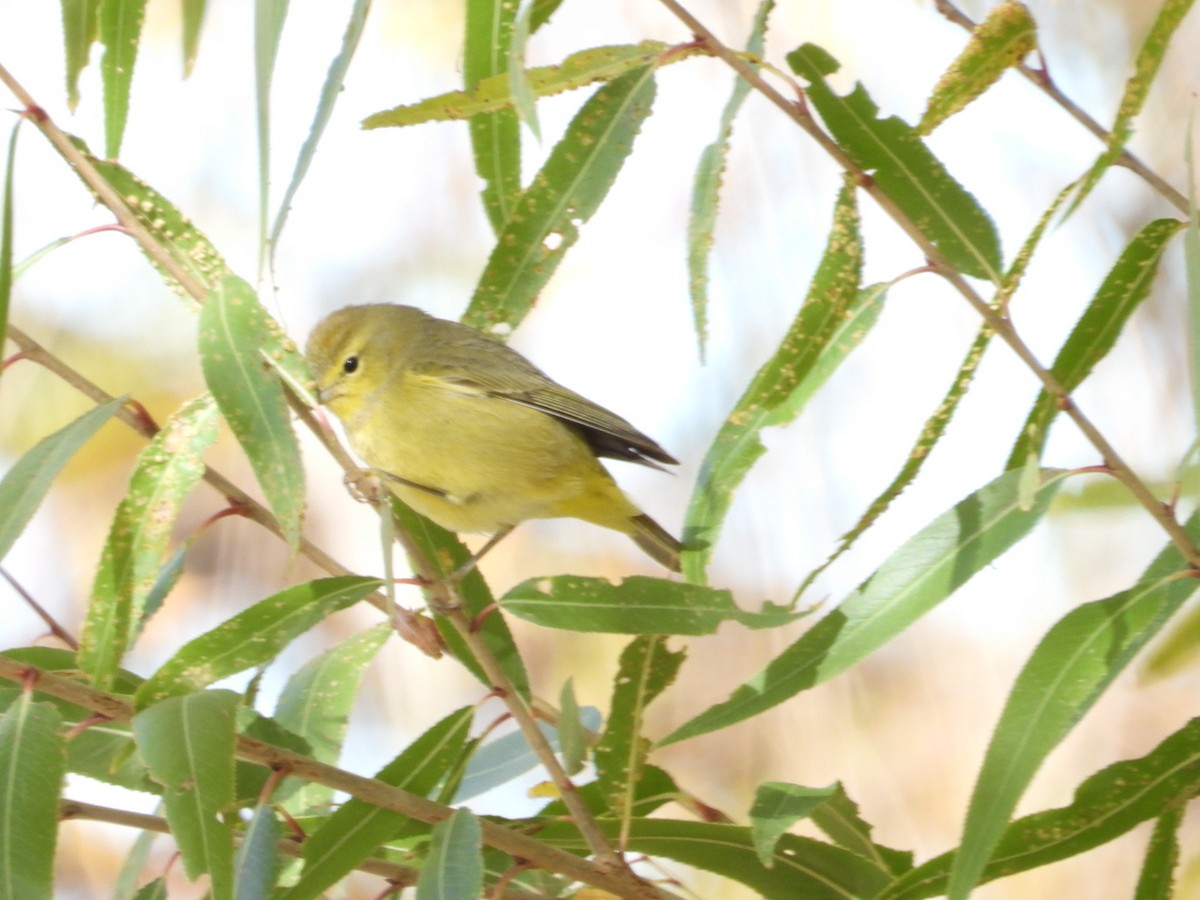 Orange-crowned Warbler - ML612716579