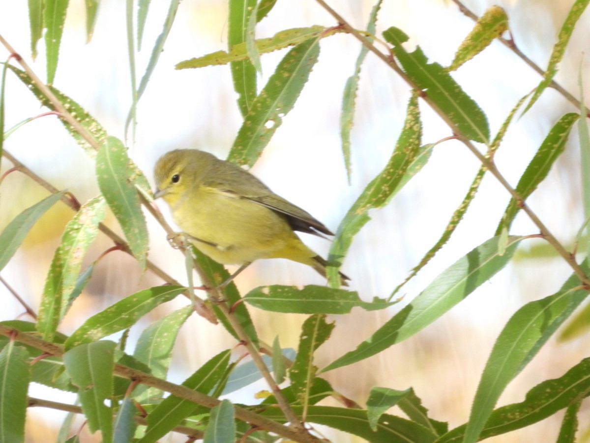 Orange-crowned Warbler - ML612716580