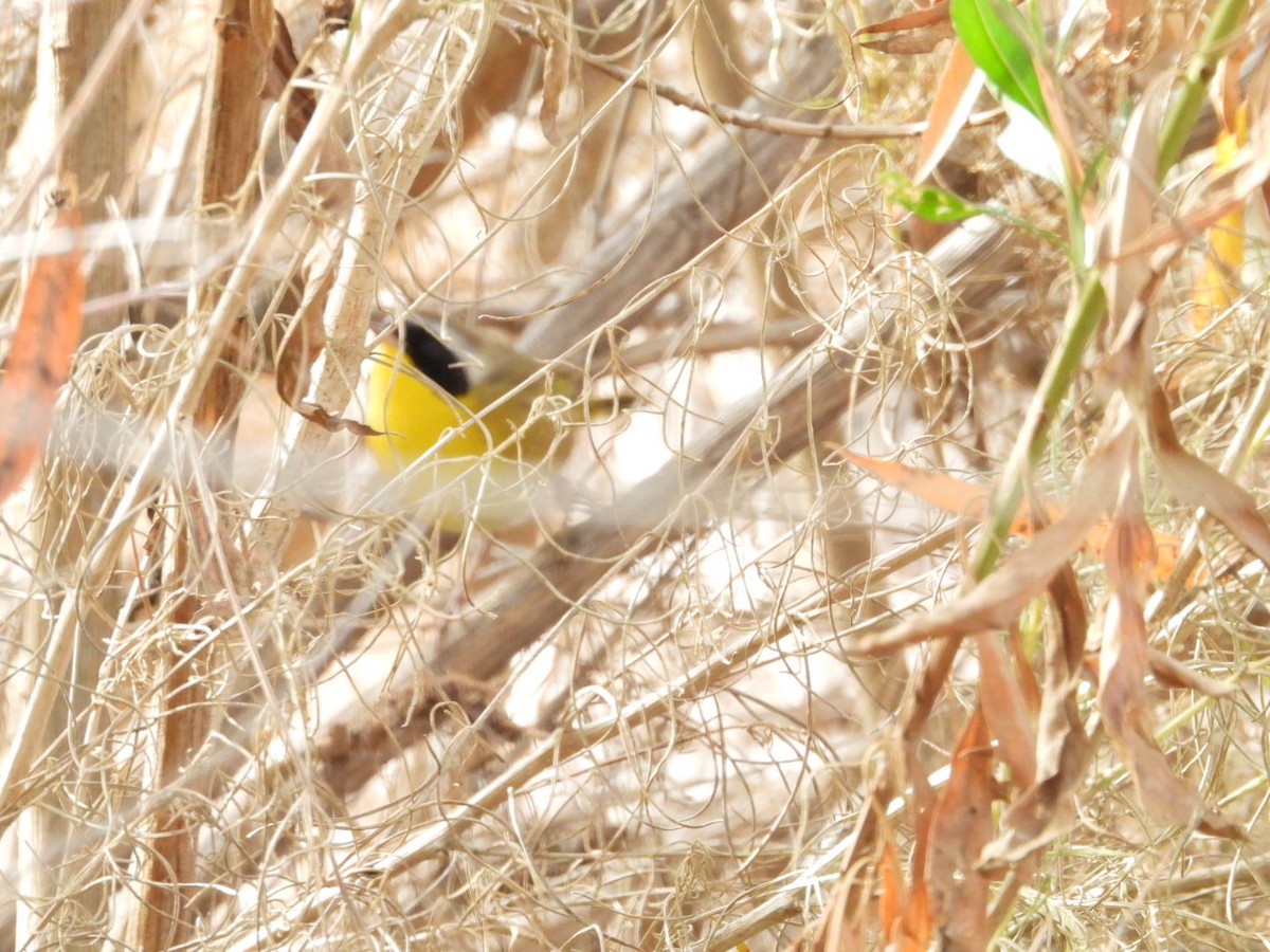 Common Yellowthroat - ML612716583