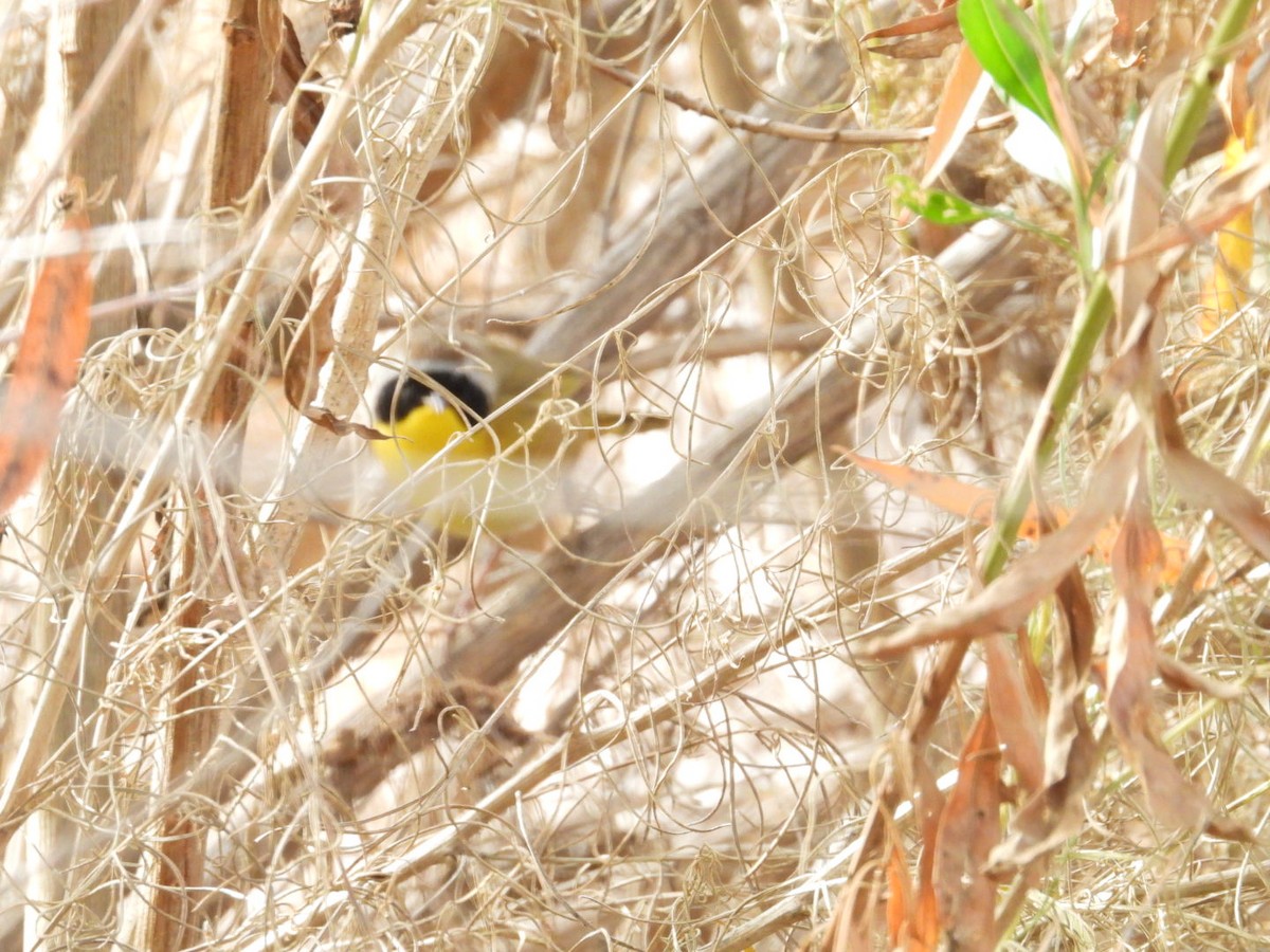 Common Yellowthroat - ML612716584