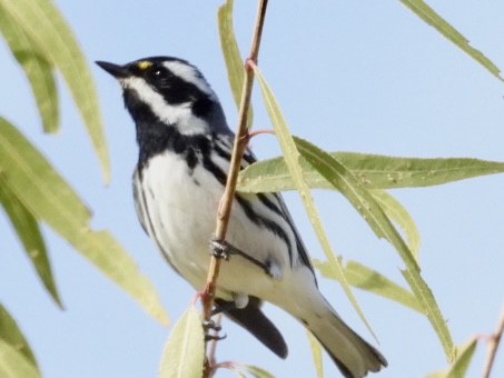 Black-throated Gray Warbler - ML612716588