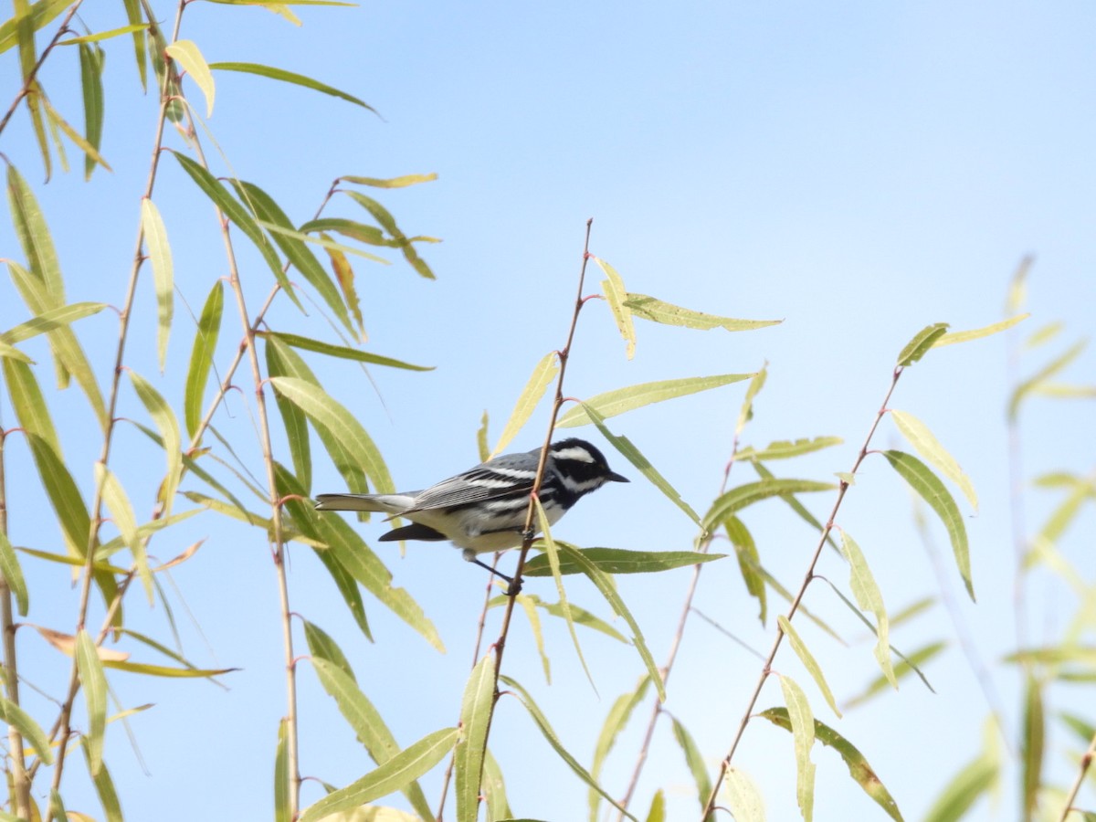 Black-throated Gray Warbler - ML612716590