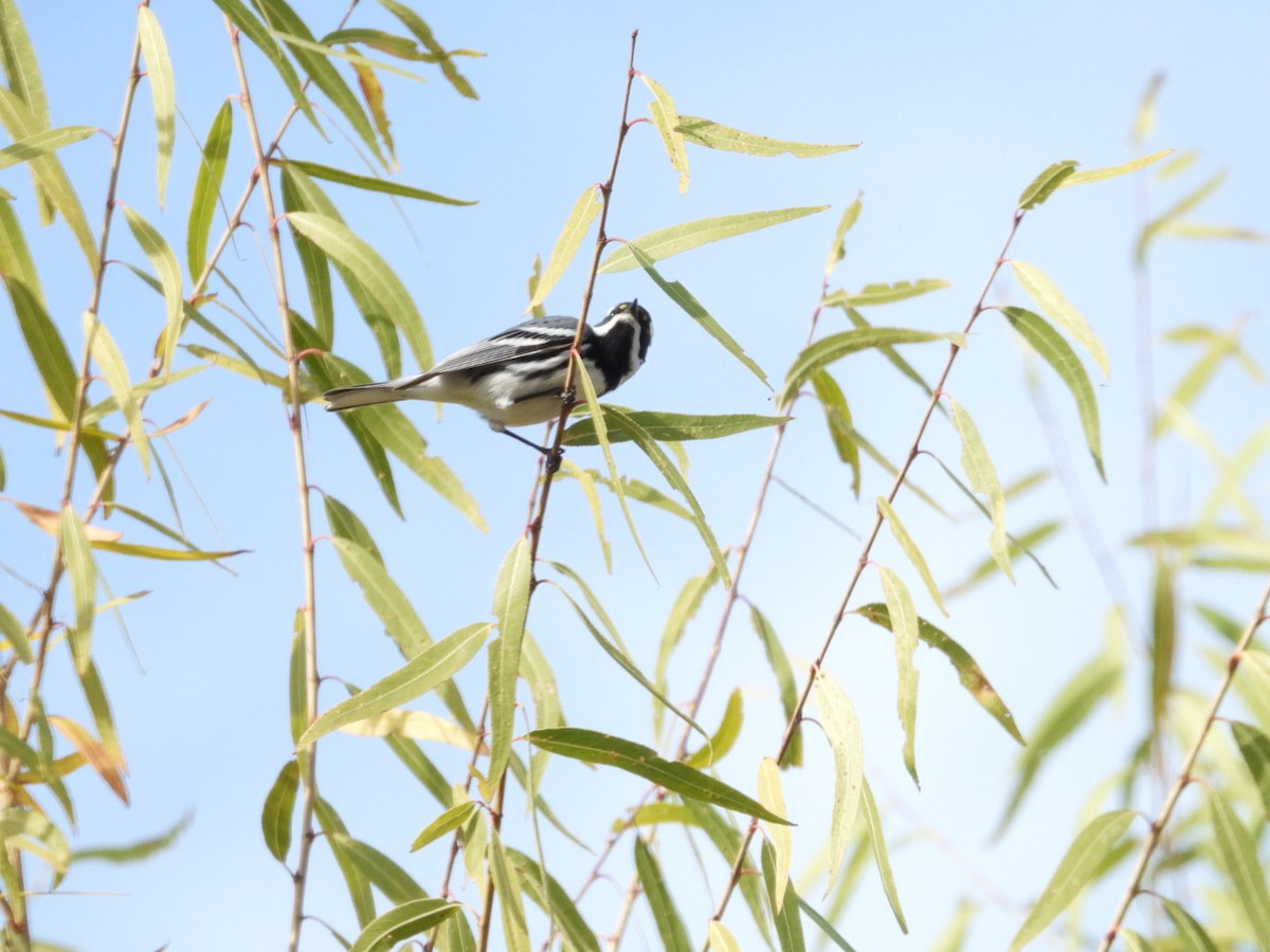 Black-throated Gray Warbler - ML612716591