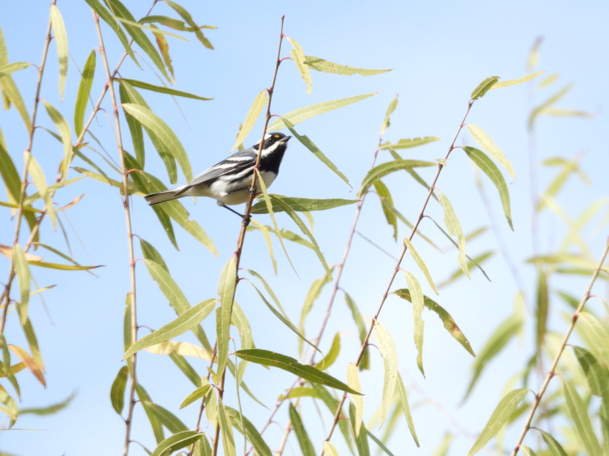 Black-throated Gray Warbler - ML612716592