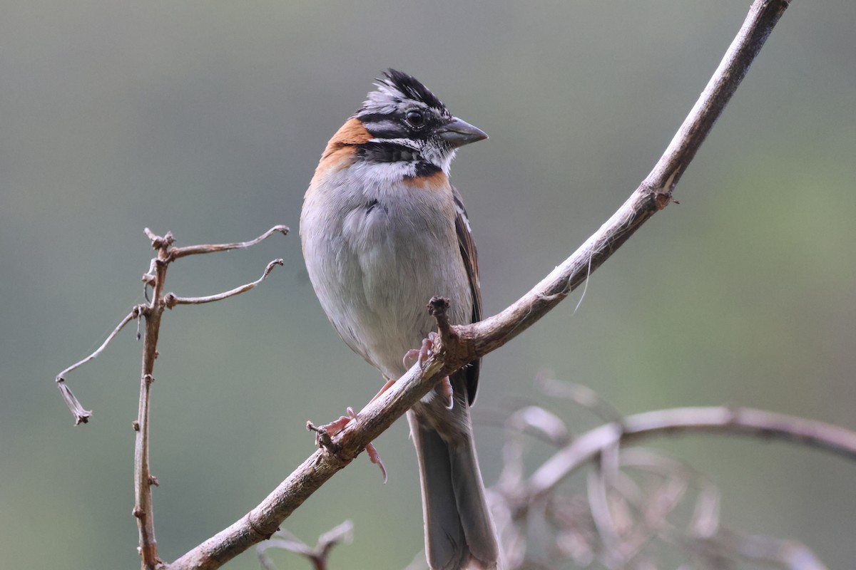 Rufous-collared Sparrow - ML612716698