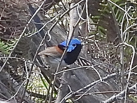 Variegated Fairywren - Sally Hill