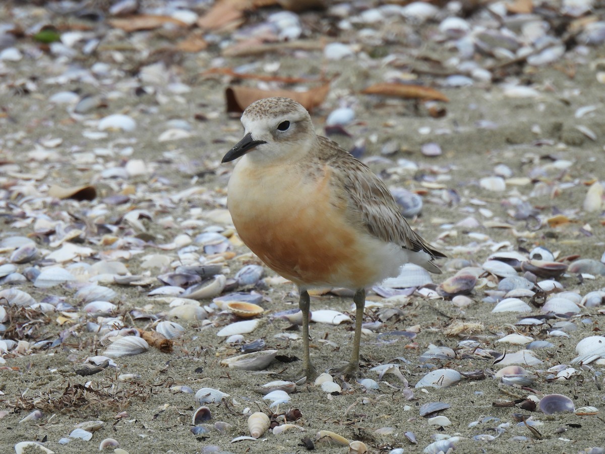 Red-breasted Dotterel - ML612716728