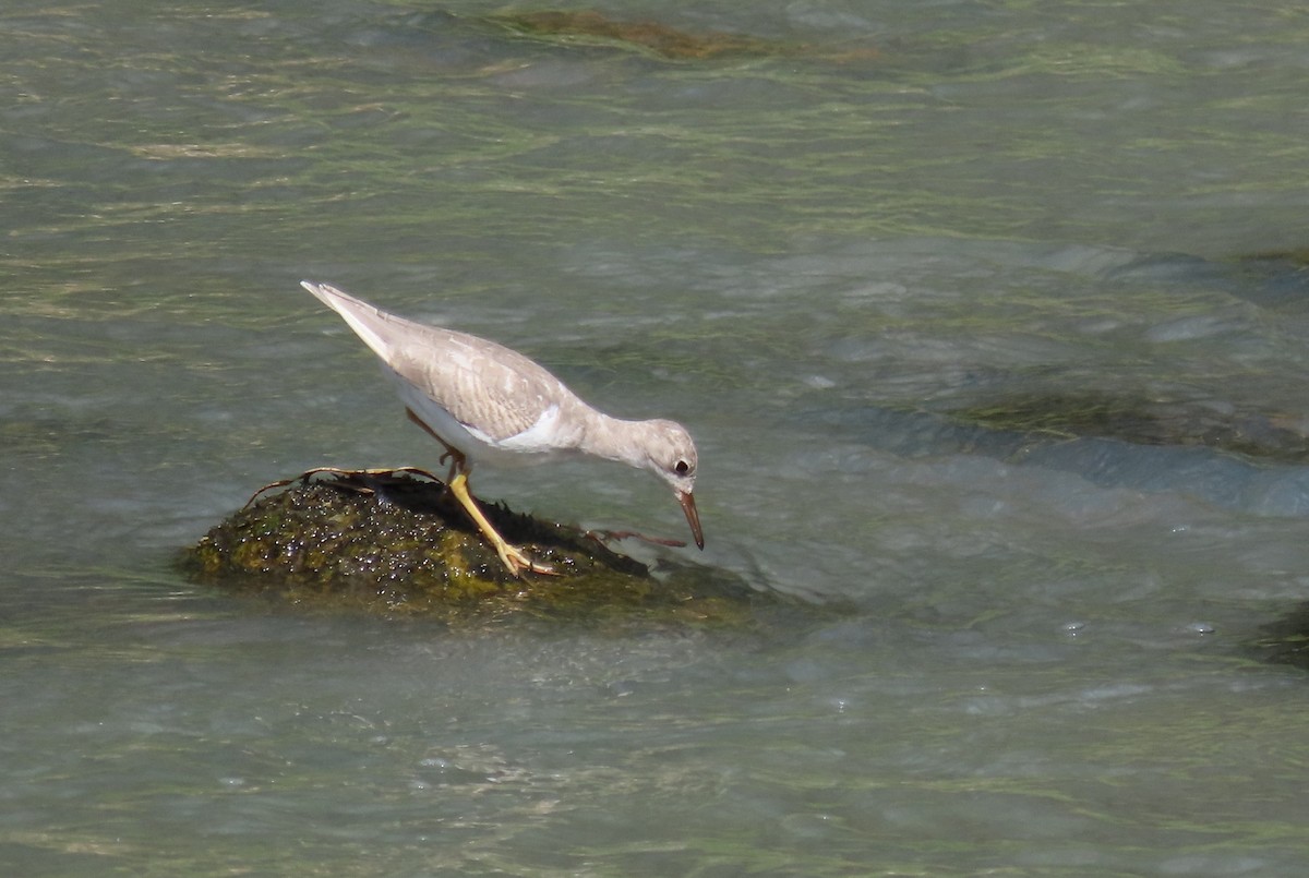 Spotted Sandpiper - ML612716740