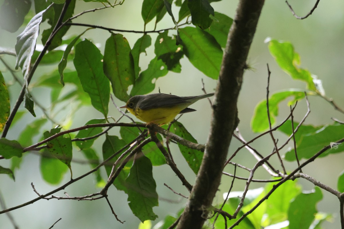 Canada Warbler - ML612716777