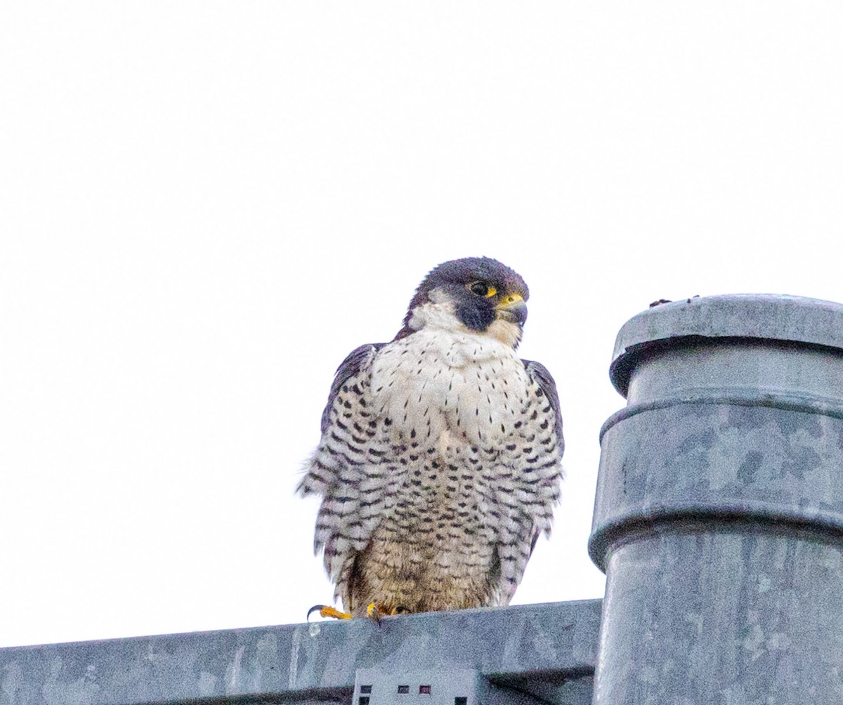 Peregrine Falcon - ML612716791