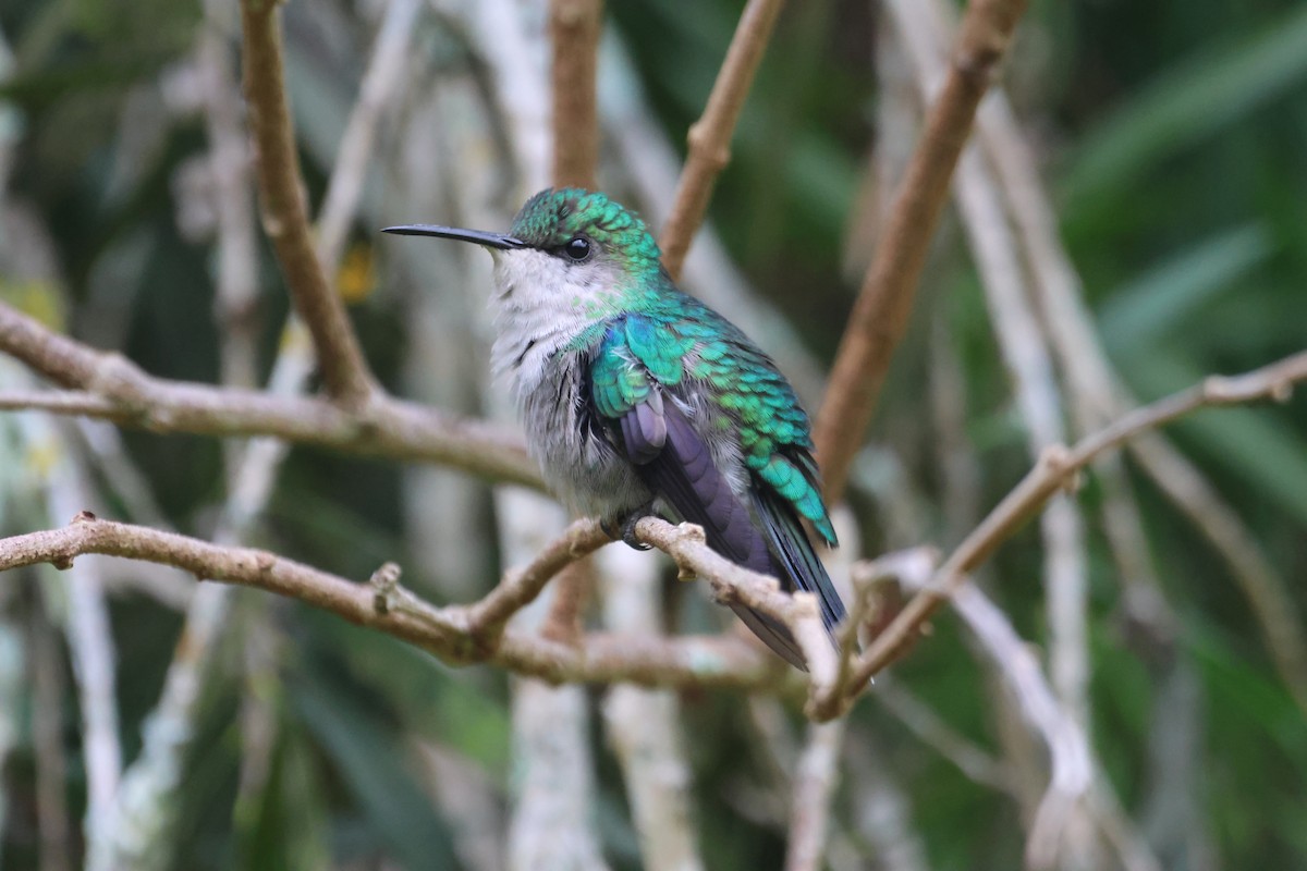 Colibrí Oreja Violeta Menor - ML612716800