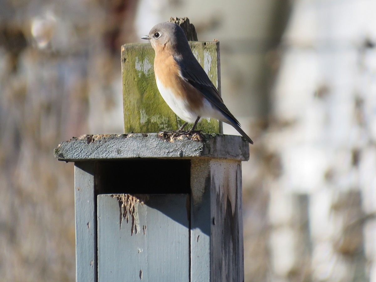 Eastern Bluebird - ML612716829