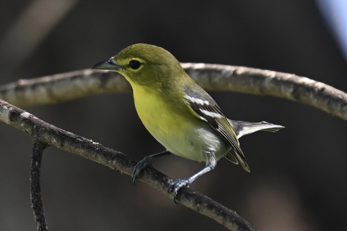 Vireo Gorjiamarillo - ML612716834