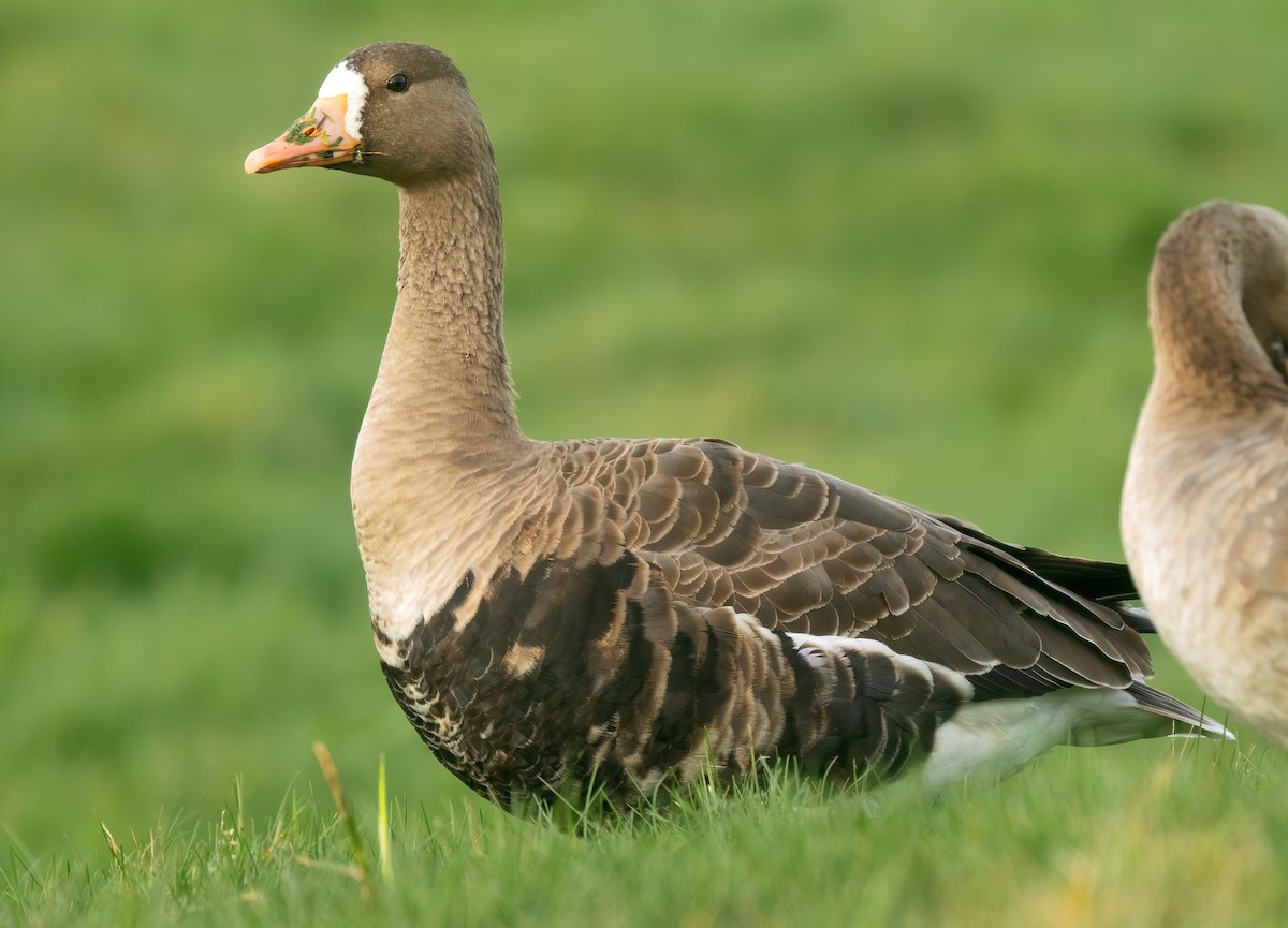 Greater White-fronted Goose - ML612716872