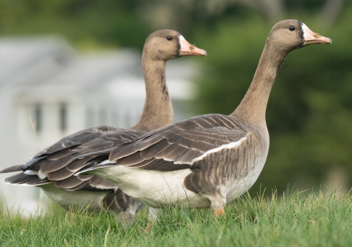Greater White-fronted Goose - ML612716873