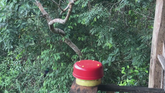 Fork-tailed Woodnymph - ML612716878