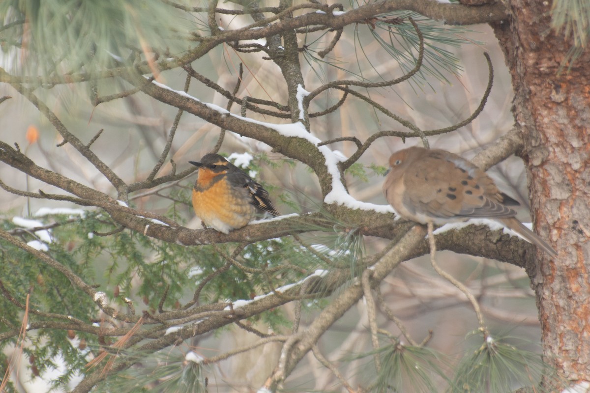 Varied Thrush - ML612716939