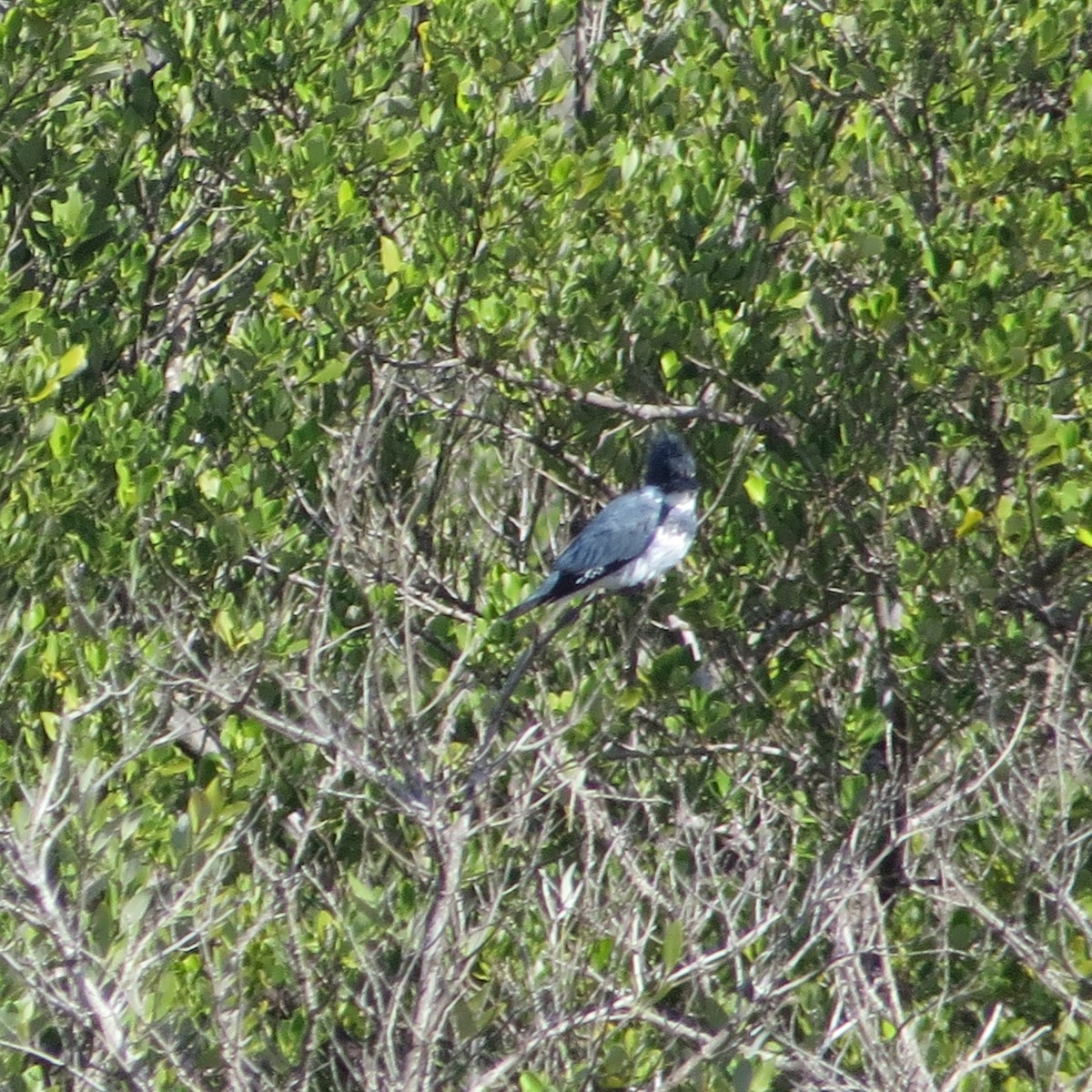 Belted Kingfisher - ML612716943